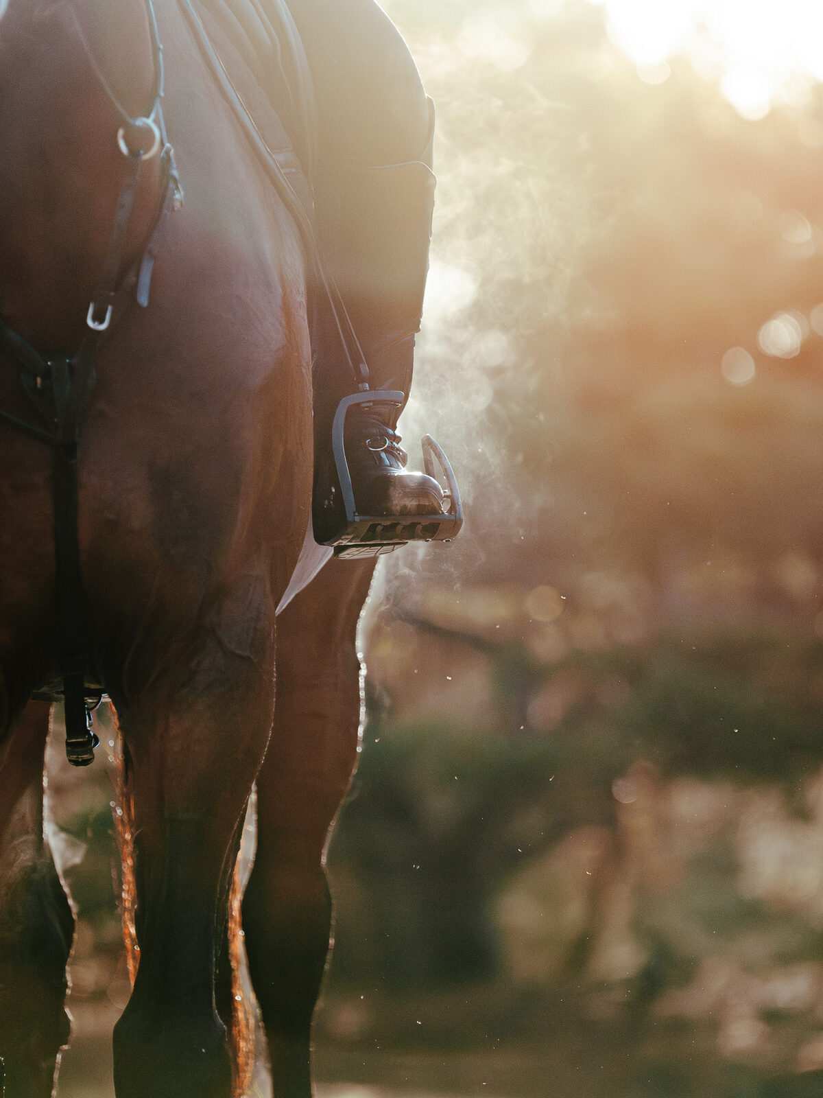 stirrup, backlit